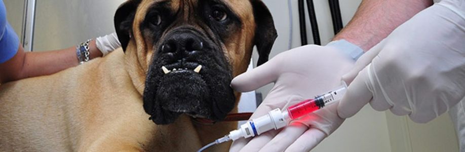 Veterinary Oncology Market Expected to Expand at a Steady 2022-2030 Cover Image