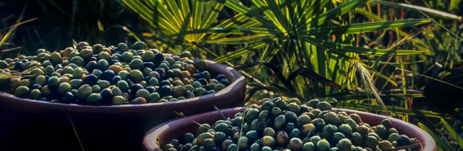 Saw Palmetto Berries Market Size to Hit New profit-making Growth By 2033 Cover Image