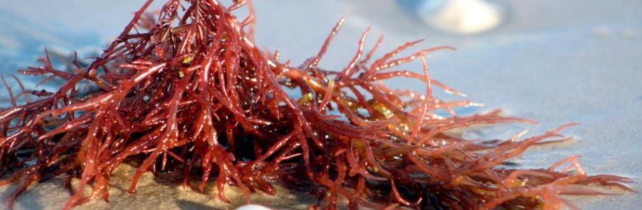Carrageenan Market to Experience Significant Growth by 2033 Cover Image