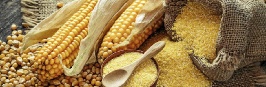 Maize or Corn Seed Market Size, Share, Trends and Future Scope Forecast 2022-2030 Cover Image