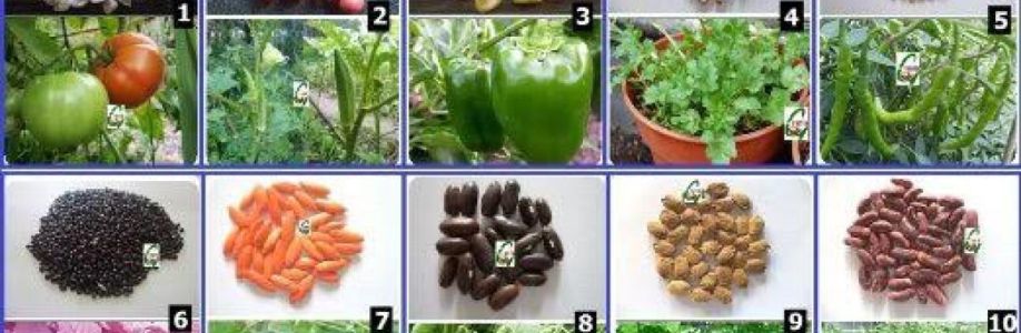 Hybrid Vegetables Seeds Market Expected to Expand at a Steady 2022-2030 Cover Image