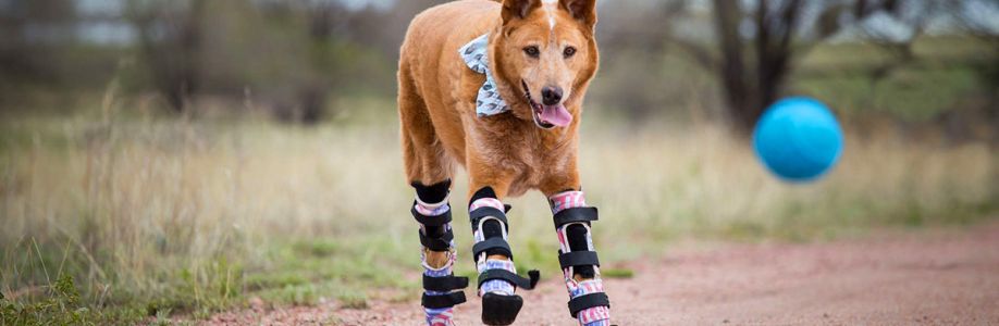 Global Animal Ortho-Prosthetics Market Growth Outlook, Key Vendors, Future Scenario Forecast to 2030 Cover Image