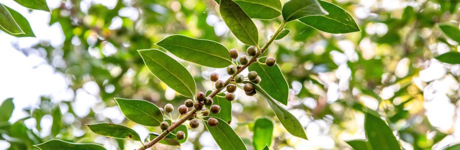 Leaf of Chinese Holly Market Future Landscape To Witness Significant Growth by 2033 Cover Image