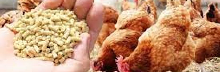 Layer Feed Market Demand and Growth Analysis with Forecast up to 2030 Cover Image