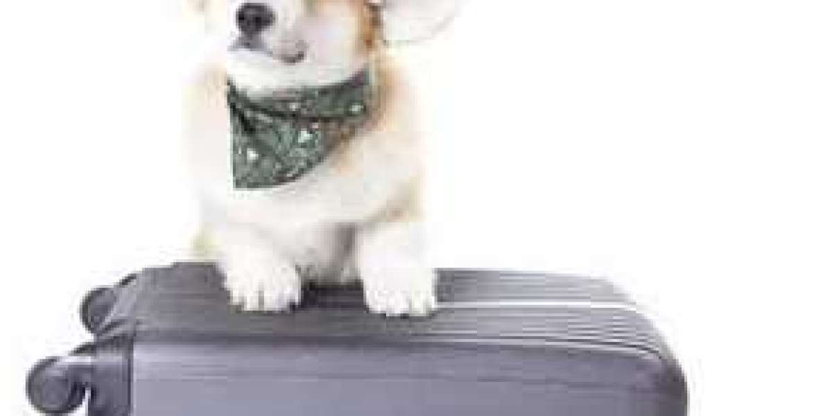 Corgi Pups: Finding Your Perfect Welsh Corgi Puppy for Adoption