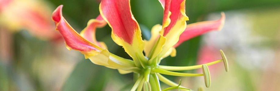Gloriosa Superba Market Growing at a CAGR of 3.65% during forecast period 2033 Cover Image
