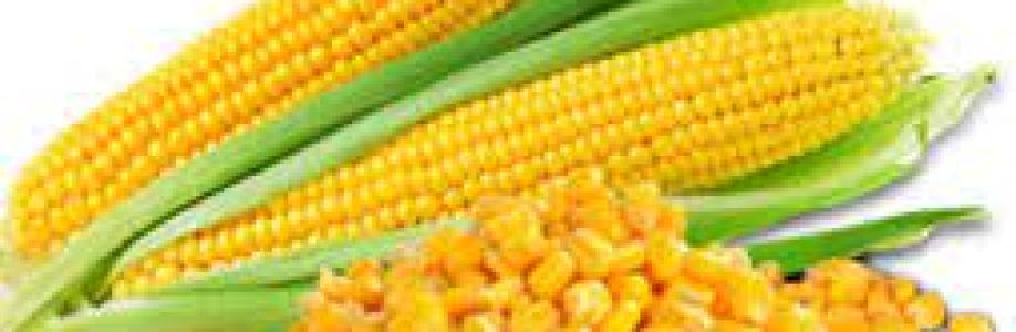 IQF Sweet Corn Market will reach at a CAGR of 6.2% from 2023 to 2033 Cover Image
