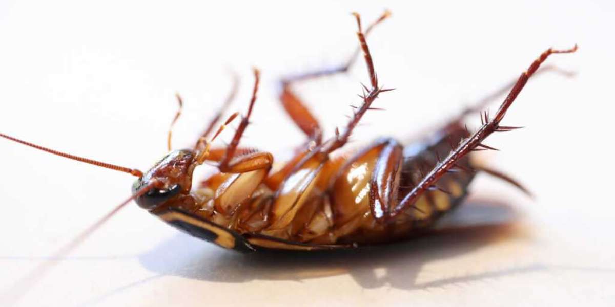 Cockroaches Pest Control Newcastle