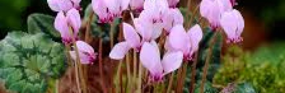 Cyclamen Market will reach at a CAGR of 4.25% from 2023 to 2033 Cover Image