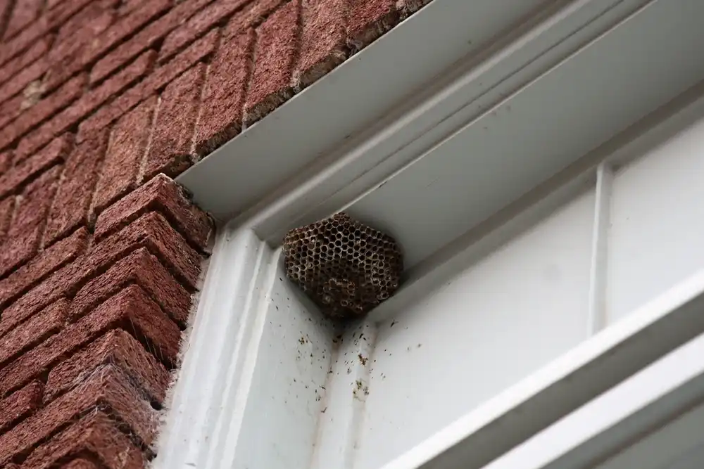 Safeguarding Melbourne Homes: The Importance of Professional Wasp Nest Removal