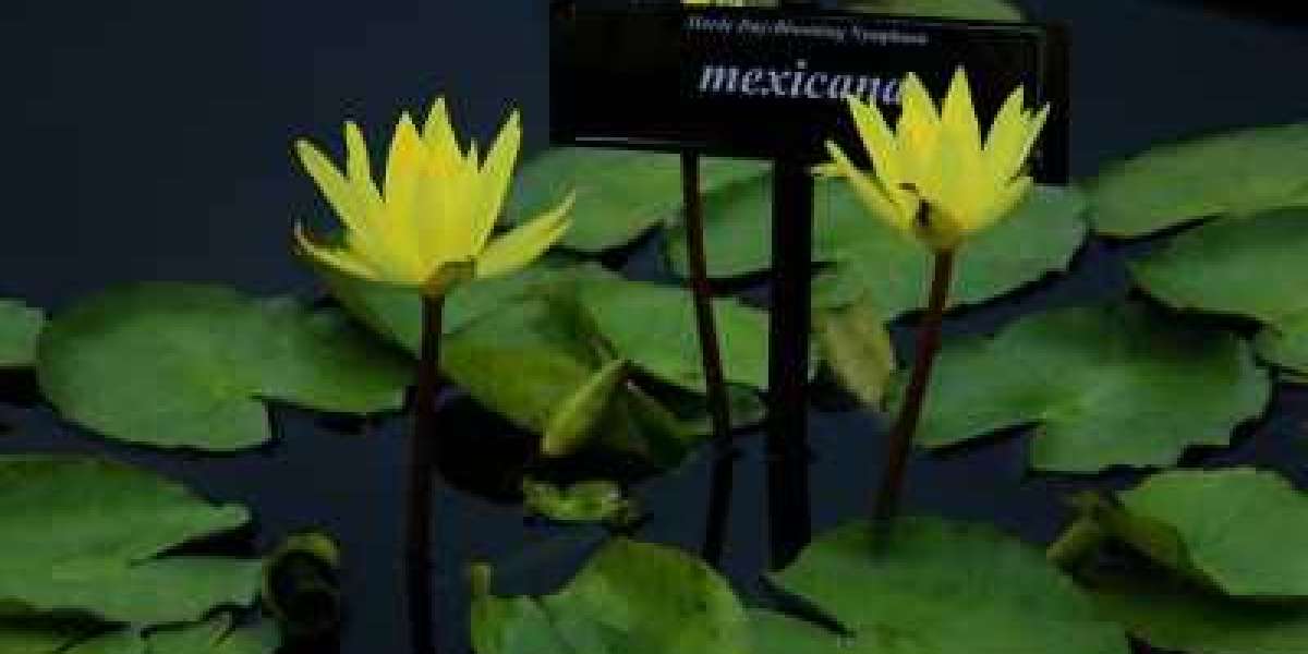 Exploring 5 Easily Maintained Choices for Aquatic Pond Plants in Texas
