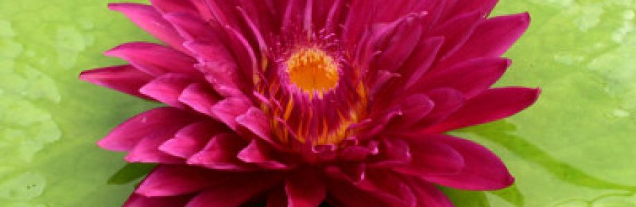 International Waterlily Collection Cover Image